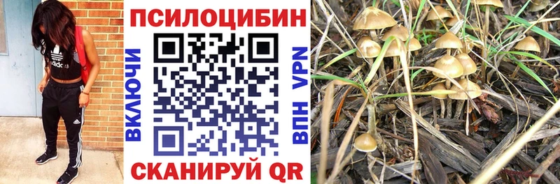 мориарти телеграм  Вятские Поляны  Галлюциногенные грибы Psilocybe 